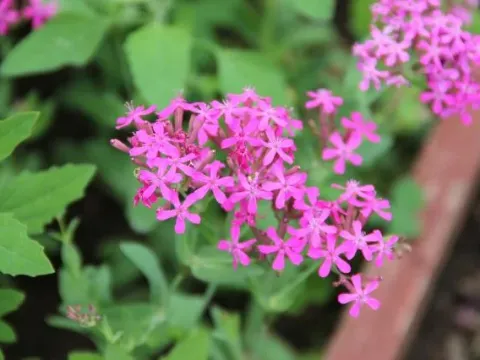 Sweet William catchfly