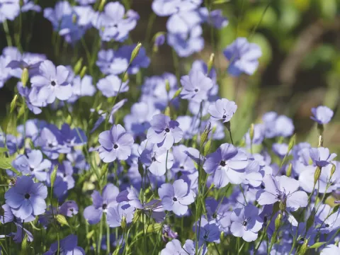 Berger's catchfly