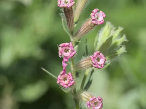 Silene bellidifolia