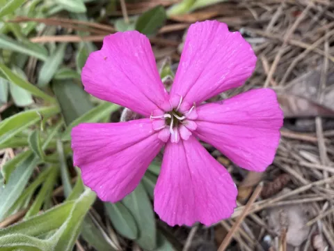 Carolina catchfly