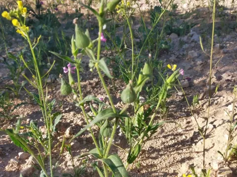 Silene conoidea