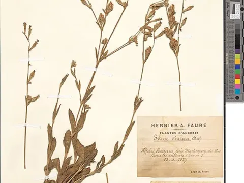 Silene cinerea