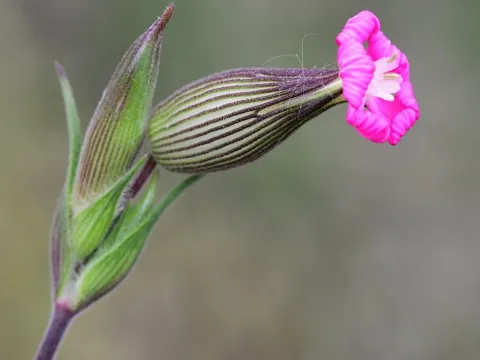 Sand catchfly