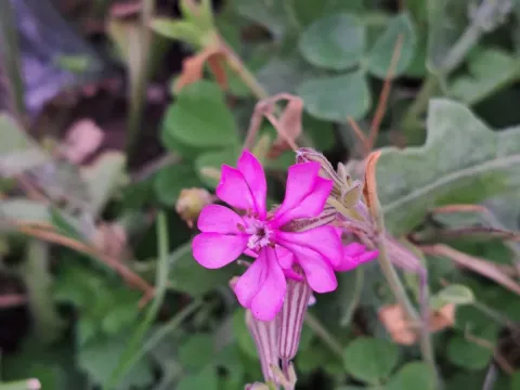 Mediterranean catchfly