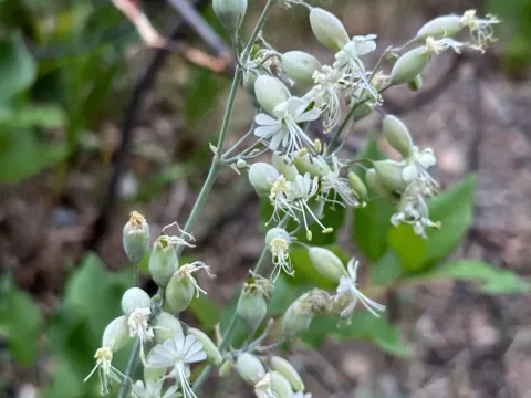 Silene csereii