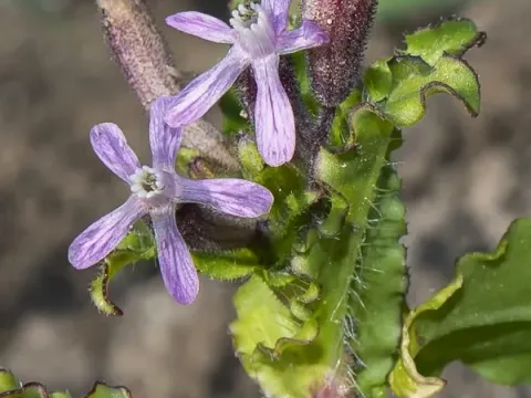 Silene fuscata