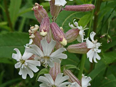 Silene gonocalyx