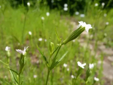 Flax campion