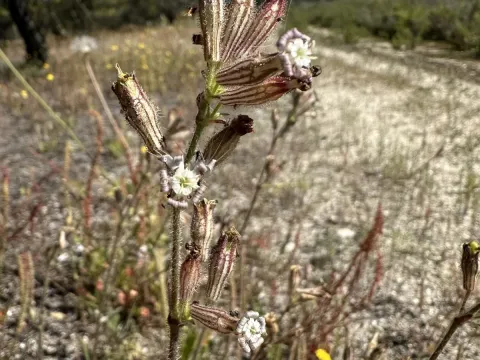 Silene nicaeensis