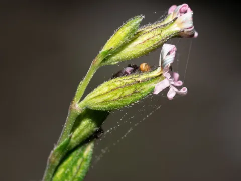 Night-flowering catchfly
