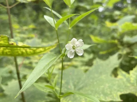 Snowy campion