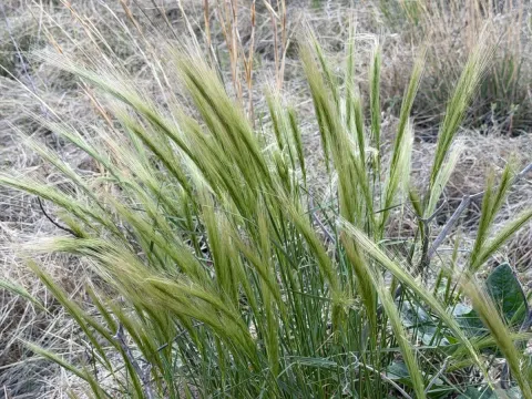 Elymus elymoides