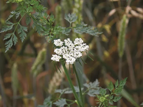Fool's parsley