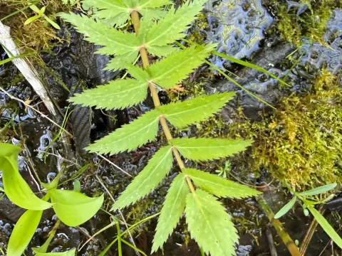 Water parsnip