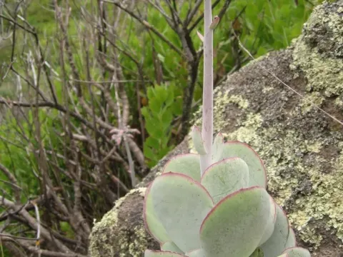 Cotyledon
