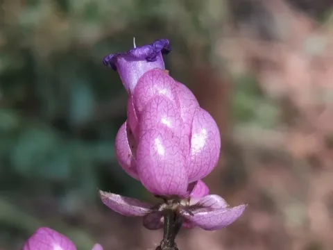Серикокаликс