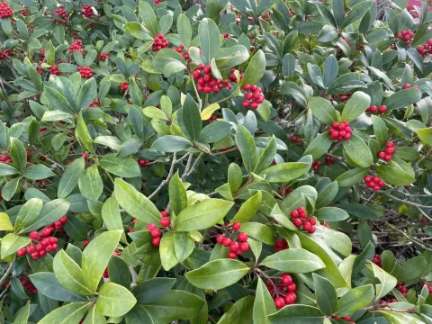 Skimmia