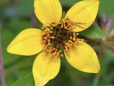 Sclerocarpus
