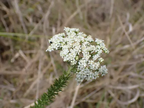 Selago corymbosa