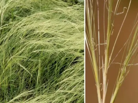 Scleropogon