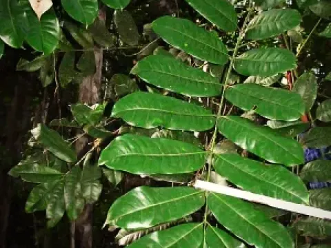Quassia undulata
