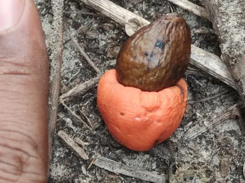 Semecarpus