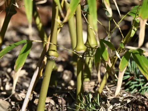 Semiarundinaria