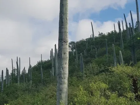 Cephalocereus