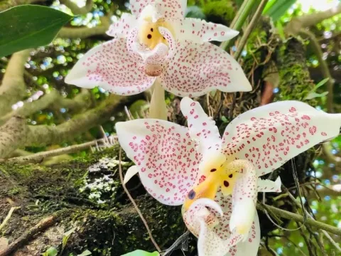 Stanhopea