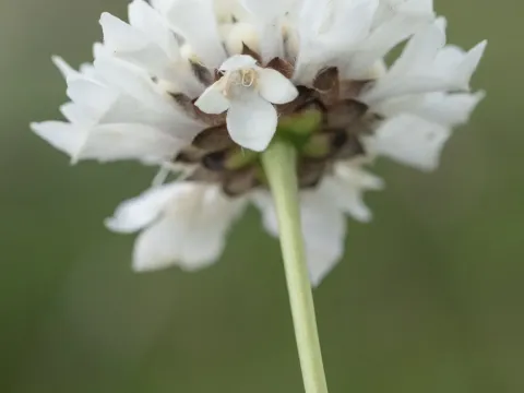 Cephalaria