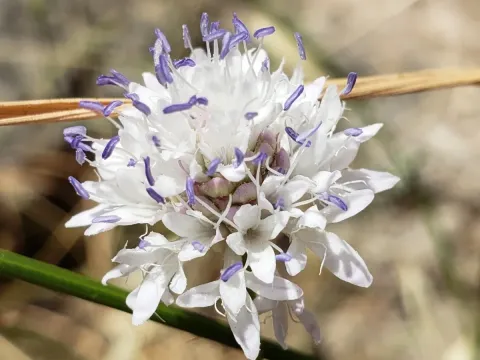 Cephalaria joppica