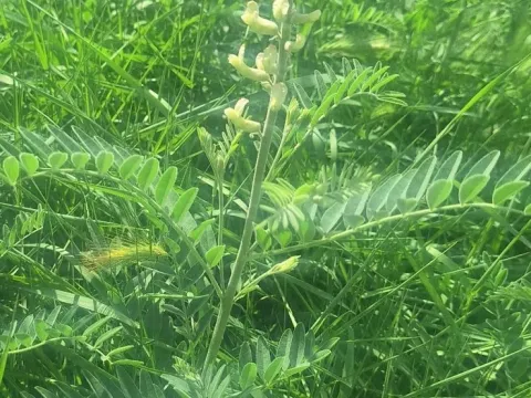 Sophora alopecuroides