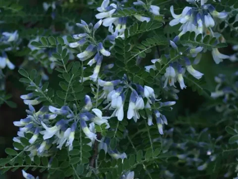 Vetch shrub