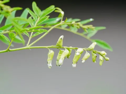 Sophora flavescens
