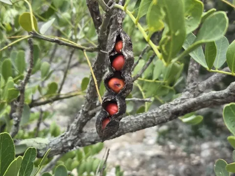 Mescal bean