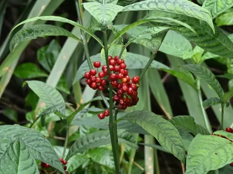 Іпекакуана