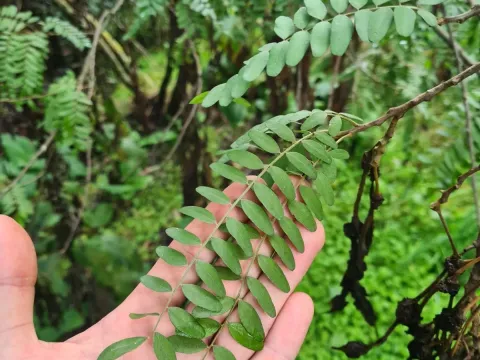 Sophora tetraptera