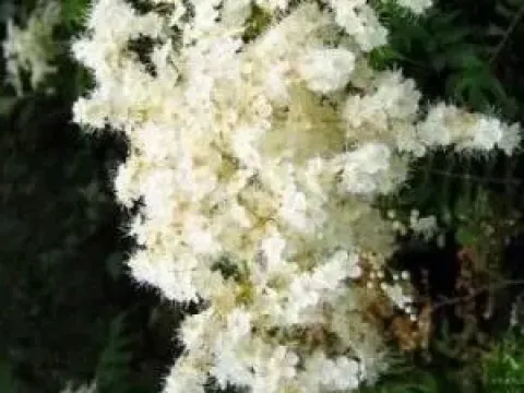 Tree sorbaria