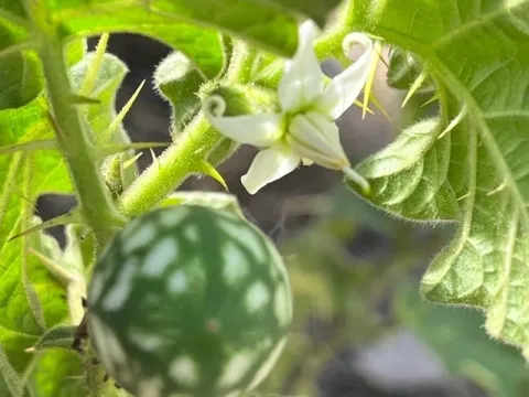 Ambrosia nightshade