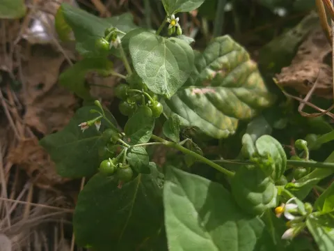 American black nightshade