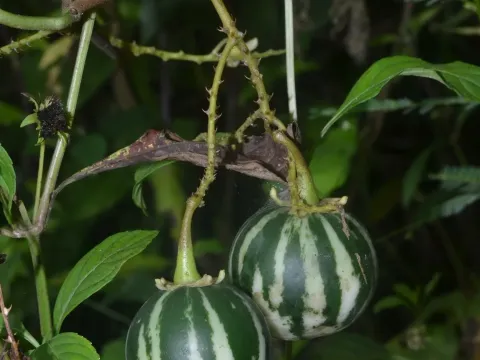 Solanum alternatopinnatum