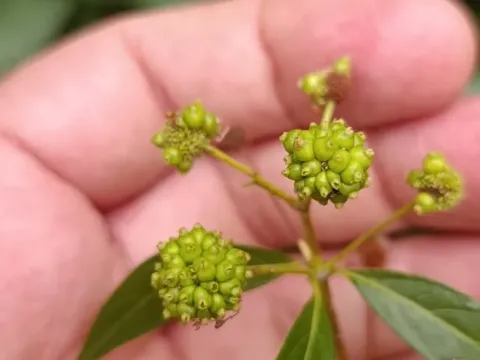 Buttonbush