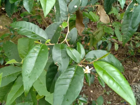 Solanum argenteum
