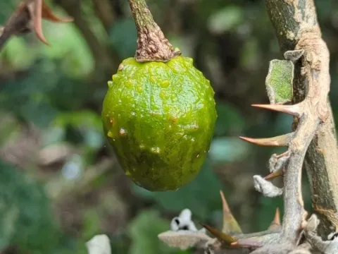 Solanum aculeastrum