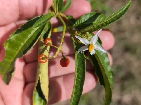 Bahama nightshade