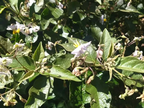 Buenos Aires nightshade