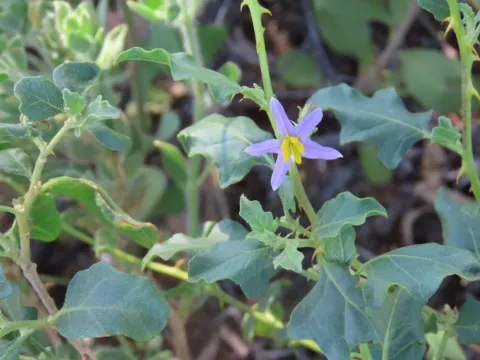 Solanum capense
