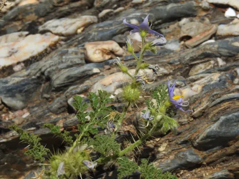 Watermelon-leaf nightshade
