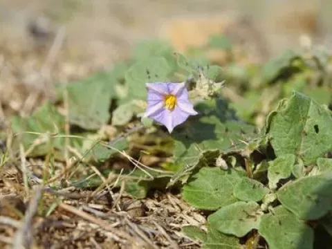 Wave-leaf nightshade