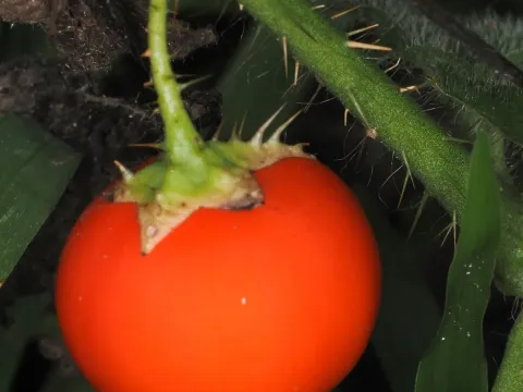 Паслен капсиковидный